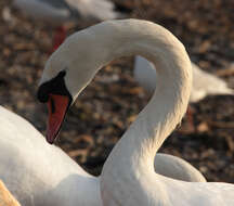 Image of Mute Swan