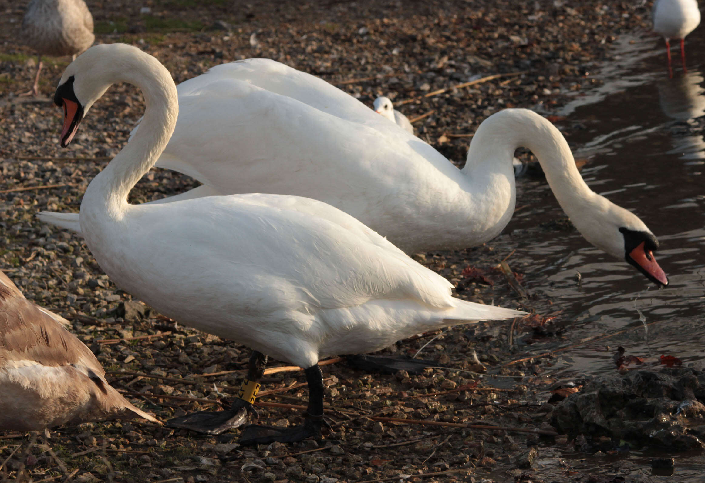 Image of Mute Swan