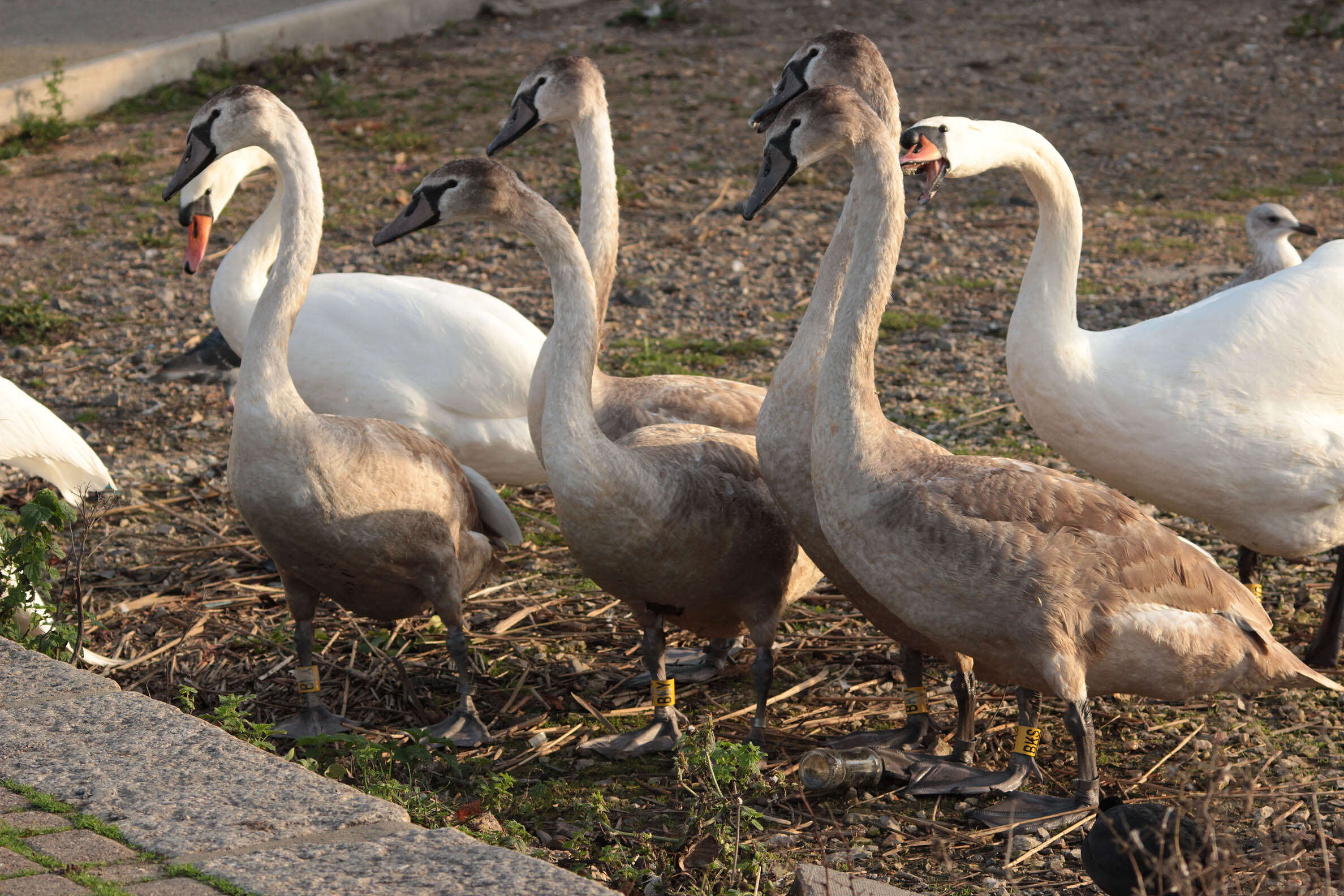 Image of Mute Swan