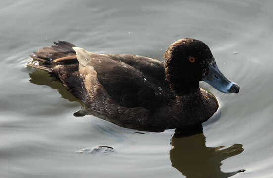 Image of Tufted Duck