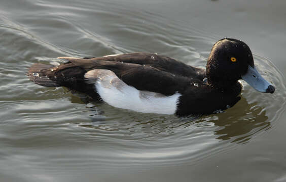 Image of Tufted Duck