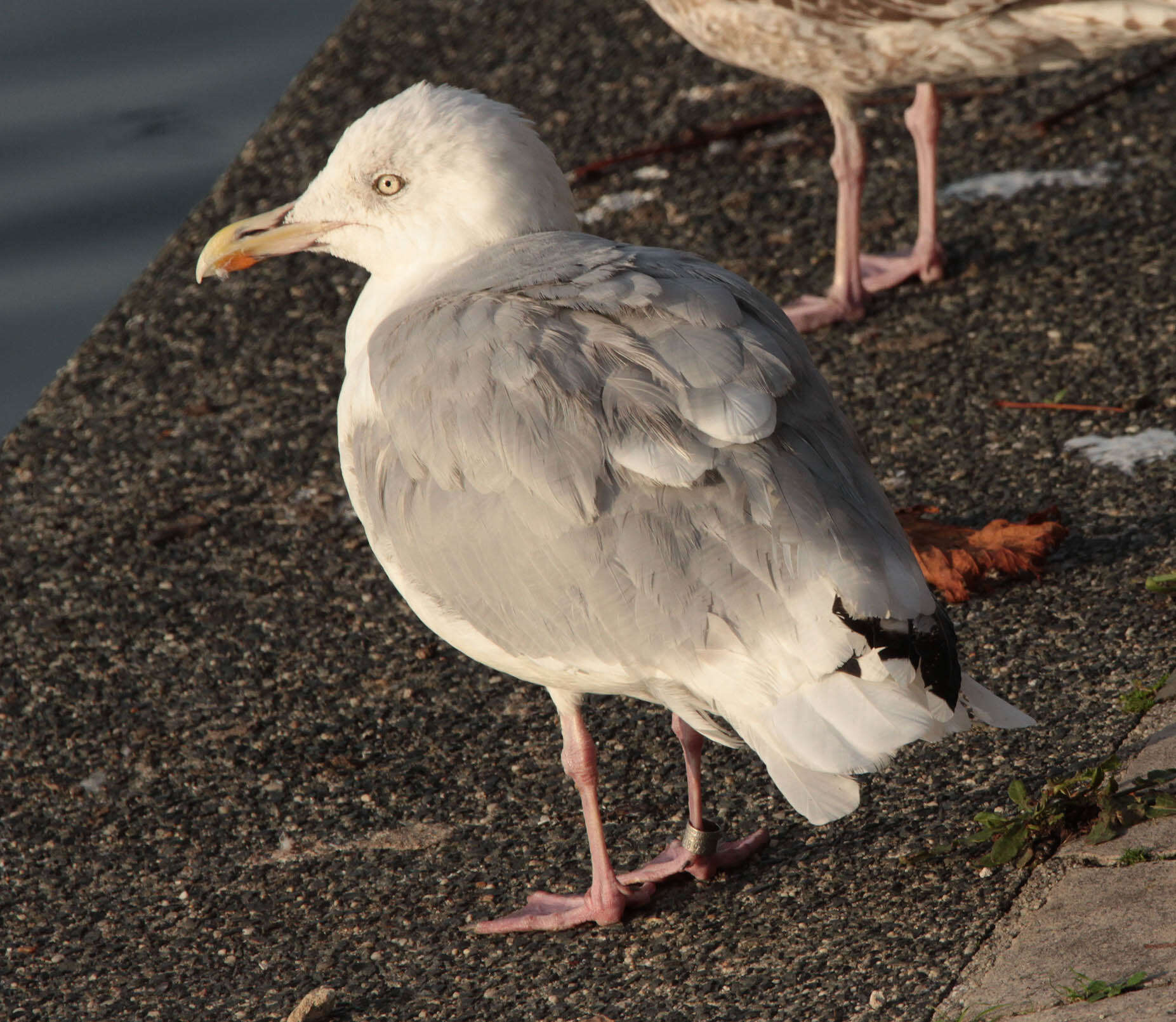 Image of European Herring Gull