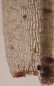 Image of tetraphis moss