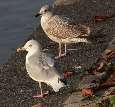 Image of European Herring Gull