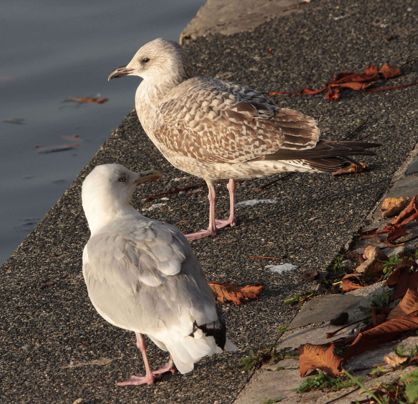 Image of European Herring Gull