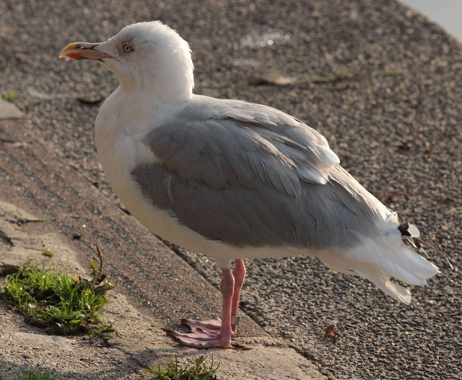 Image of European Herring Gull