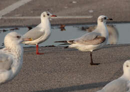 Image of Mediterranean Gull