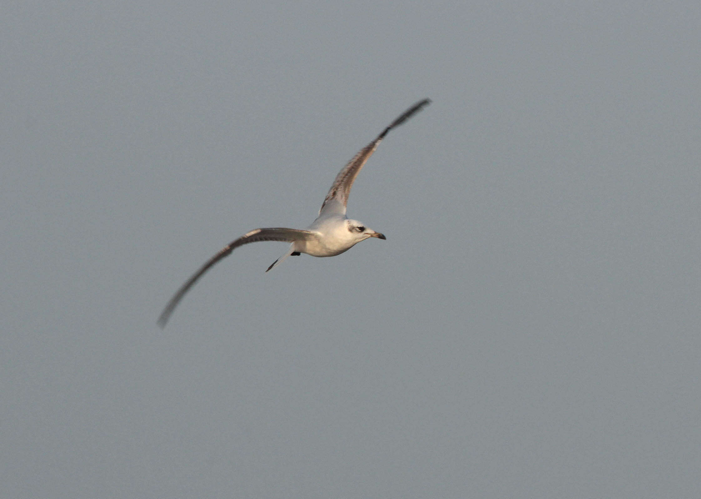 Image of Mediterranean Gull