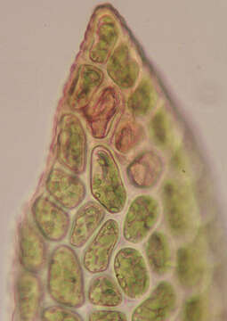 Image of tetraphis moss