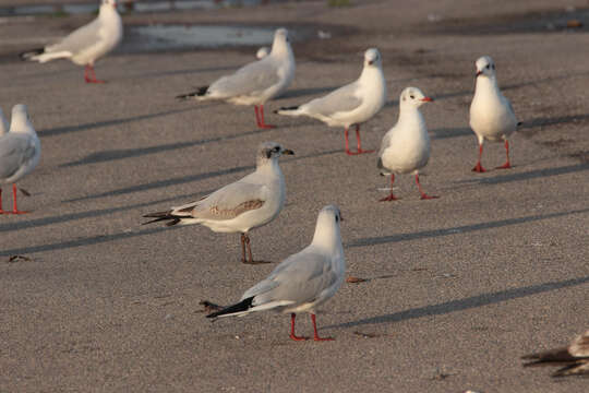 Image of Mediterranean Gull