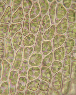 Image of tetraphis moss