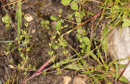 Image of knotted pearlwort