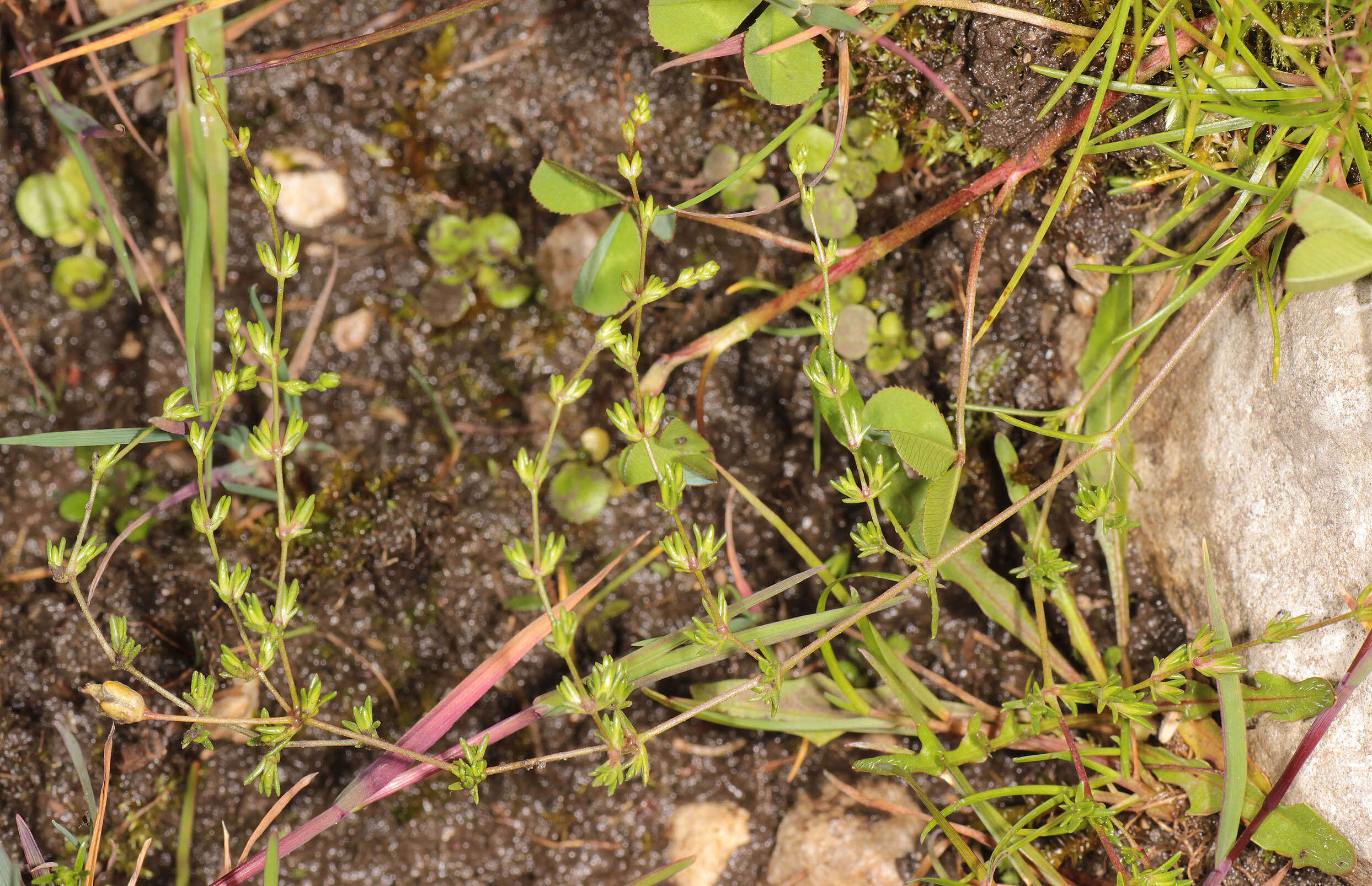 Image of knotted pearlwort