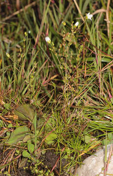 Image of knotted pearlwort