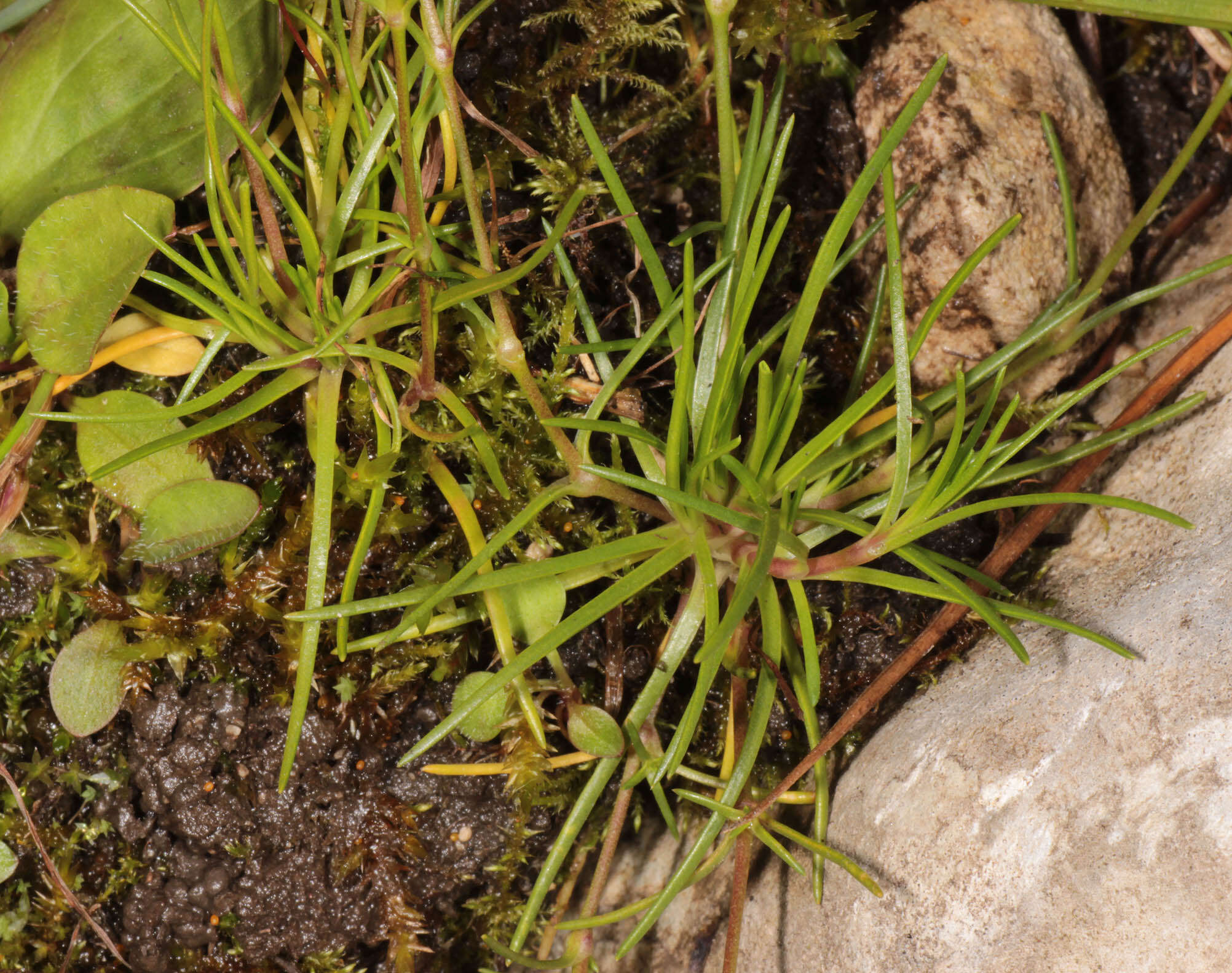 Image of knotted pearlwort