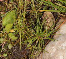 Image of knotted pearlwort