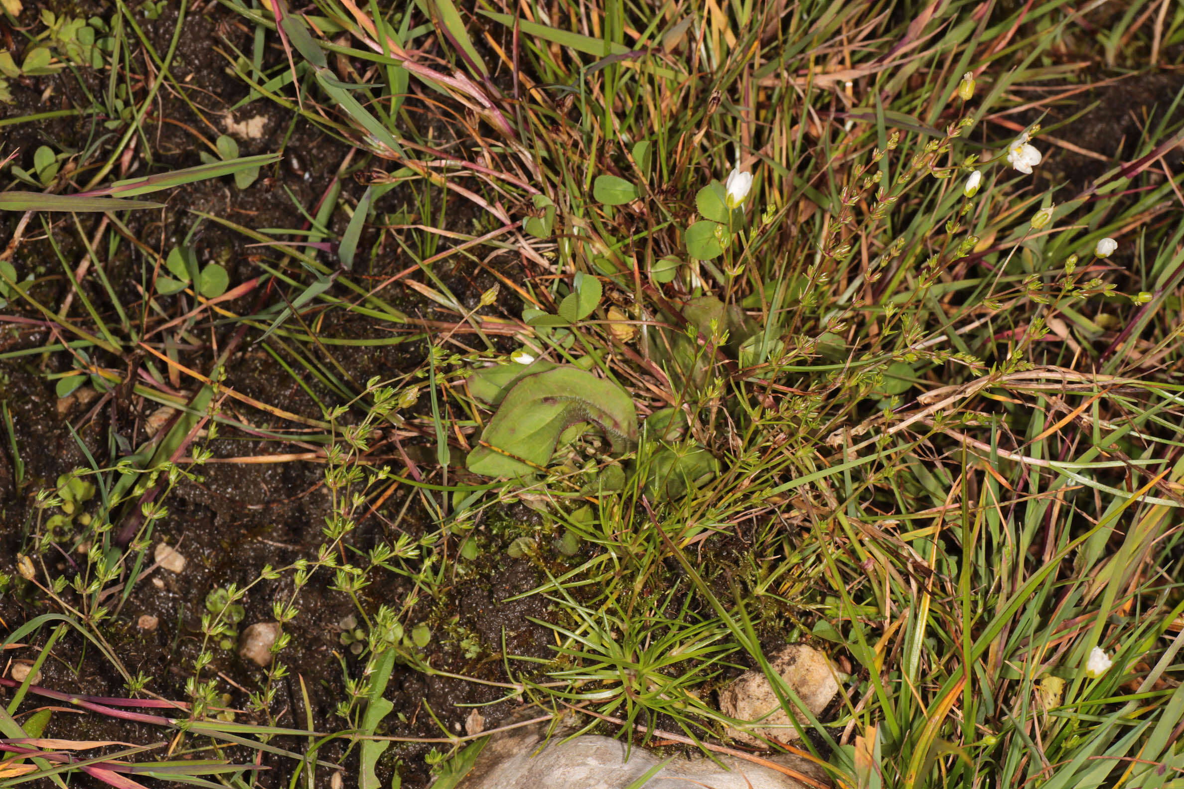 Image of knotted pearlwort