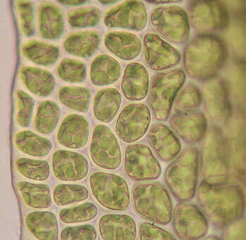 Image of tetraphis moss