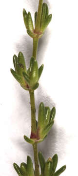 Image of knotted pearlwort