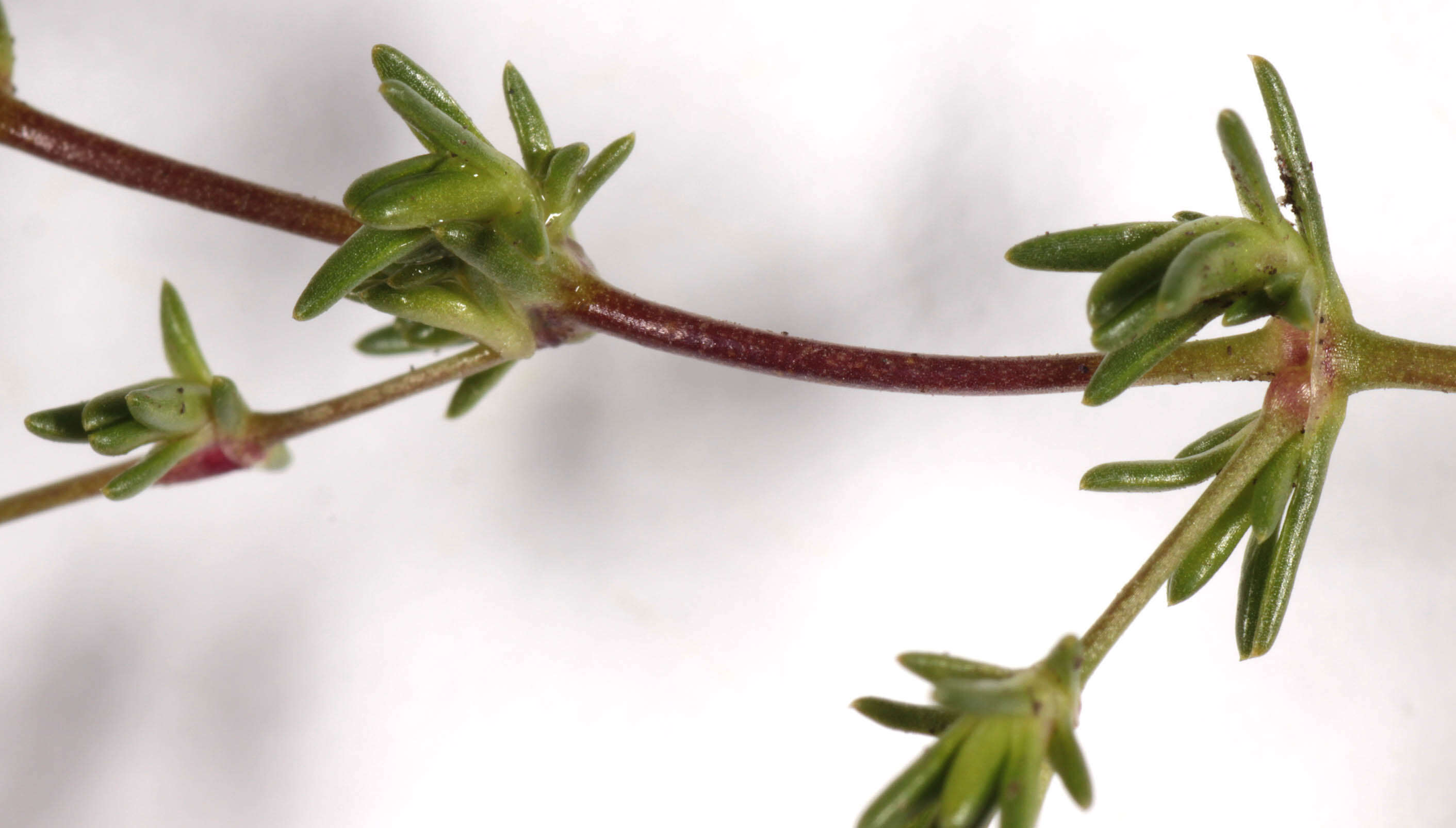 Image of knotted pearlwort