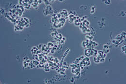 صورة Illosporiopsis