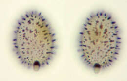 Aleurodiscus wakefieldiae Boidin & Beller 1967的圖片