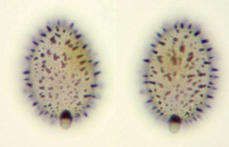 Aleurodiscus wakefieldiae Boidin & Beller 1967的圖片