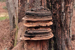 Imagem de Ganoderma australe (Fr.) Pat. 1889