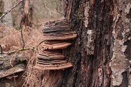 Imagem de Ganoderma australe (Fr.) Pat. 1889