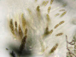 Image of Hysterium