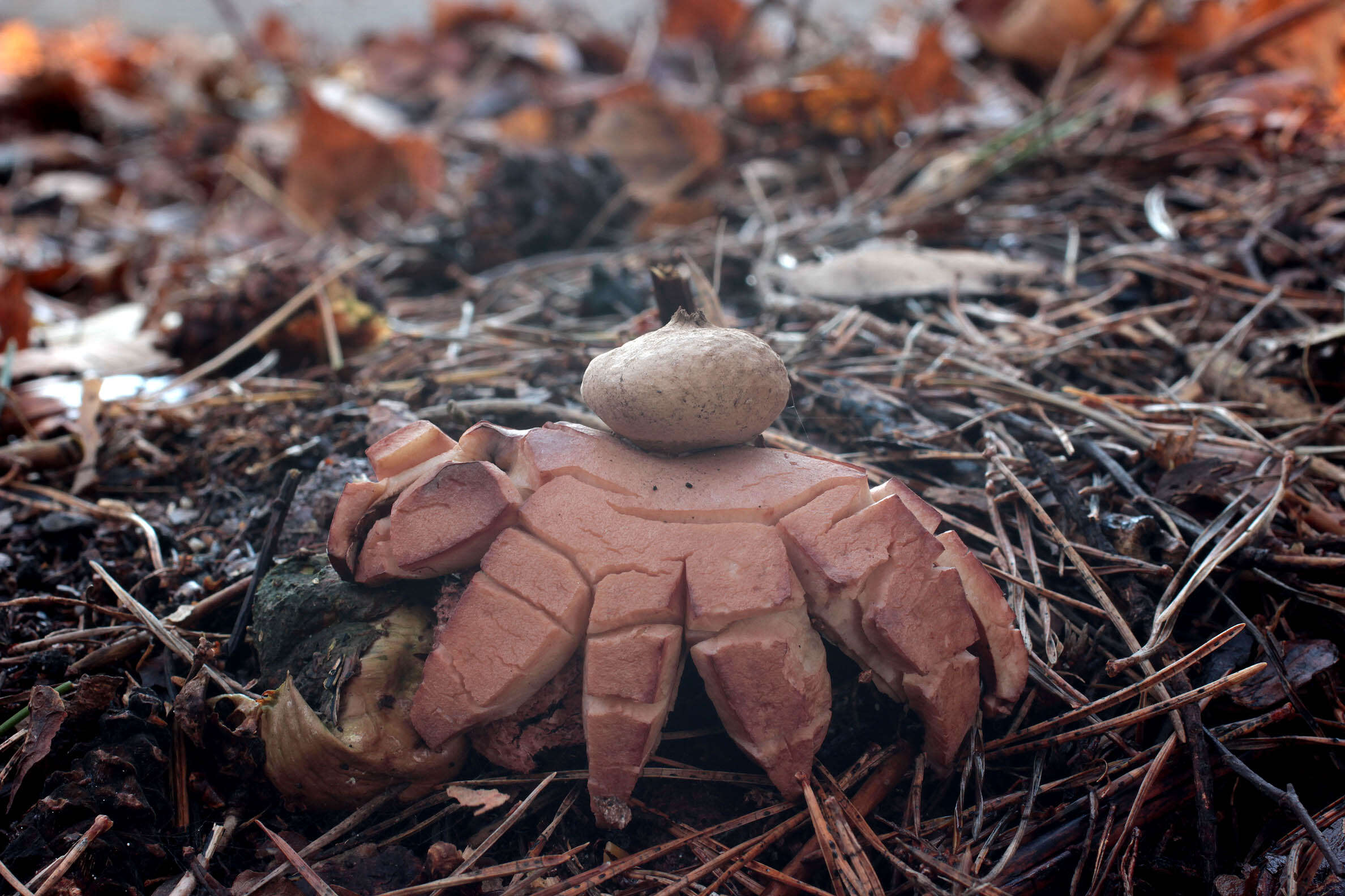 Image of Collared Earthstar