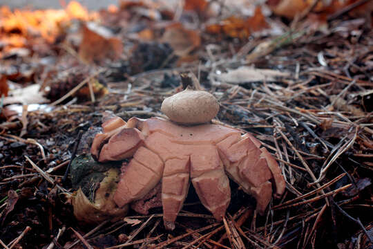 Image of Collared Earthstar