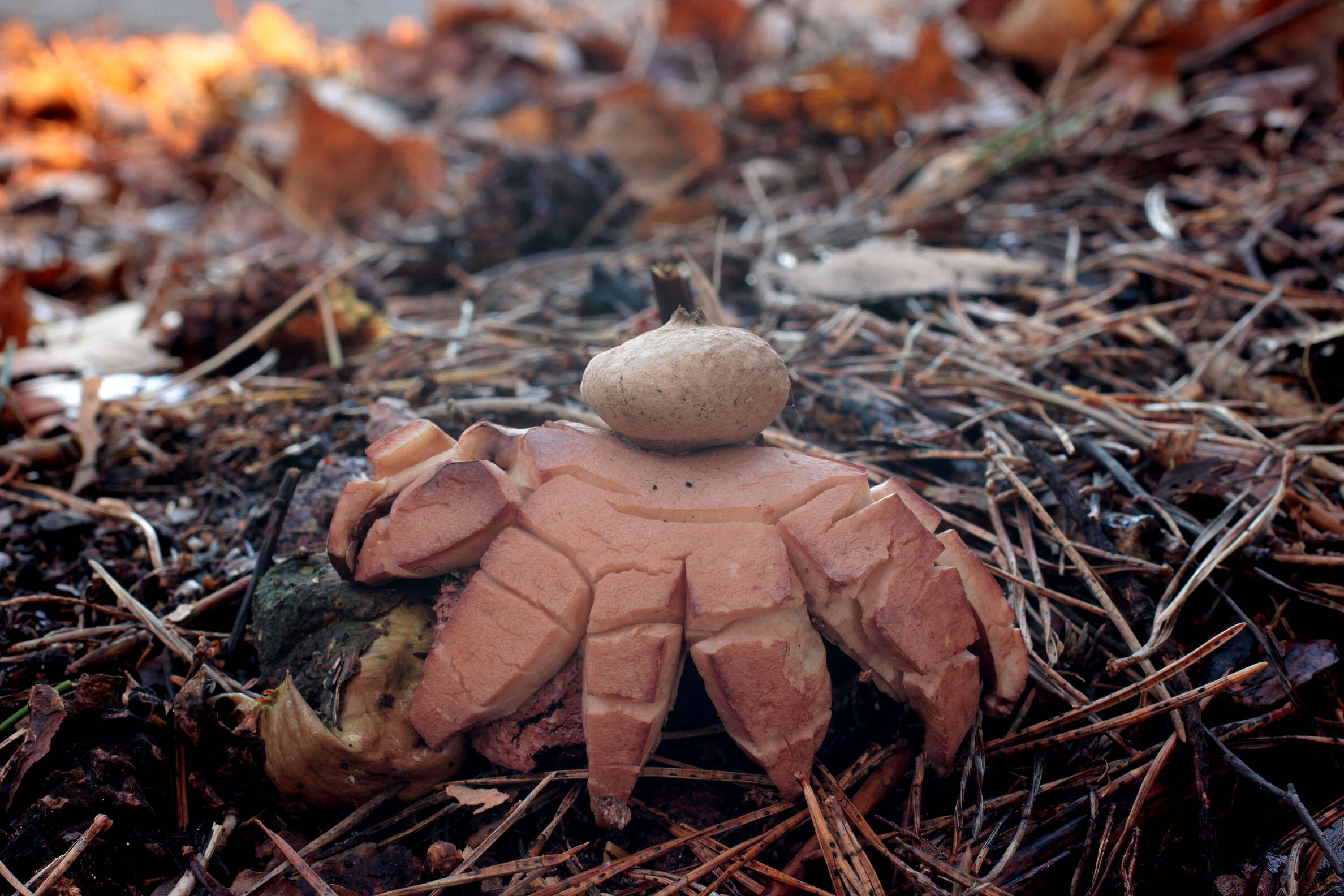 Image of Collared Earthstar