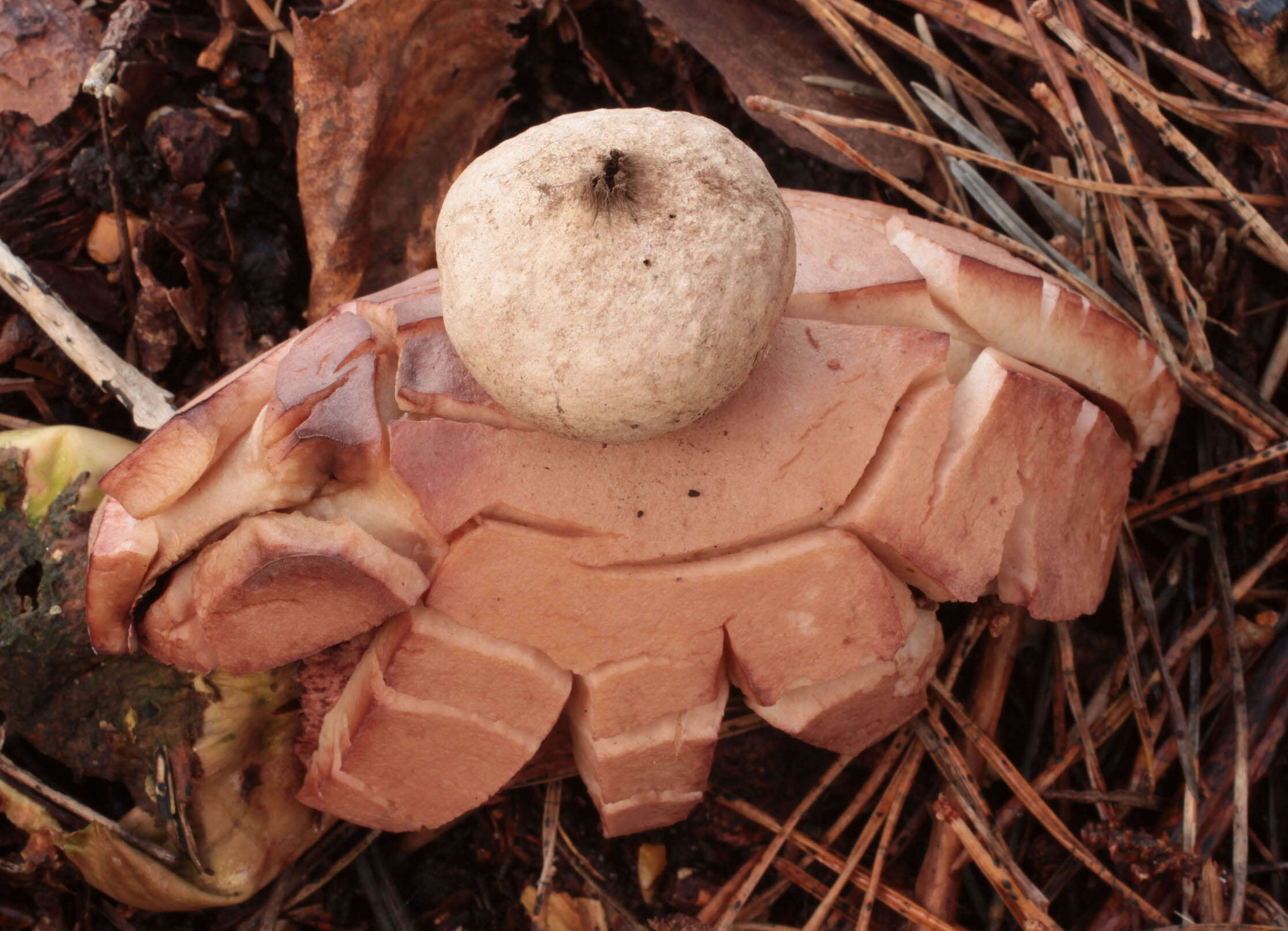 Image of Collared Earthstar