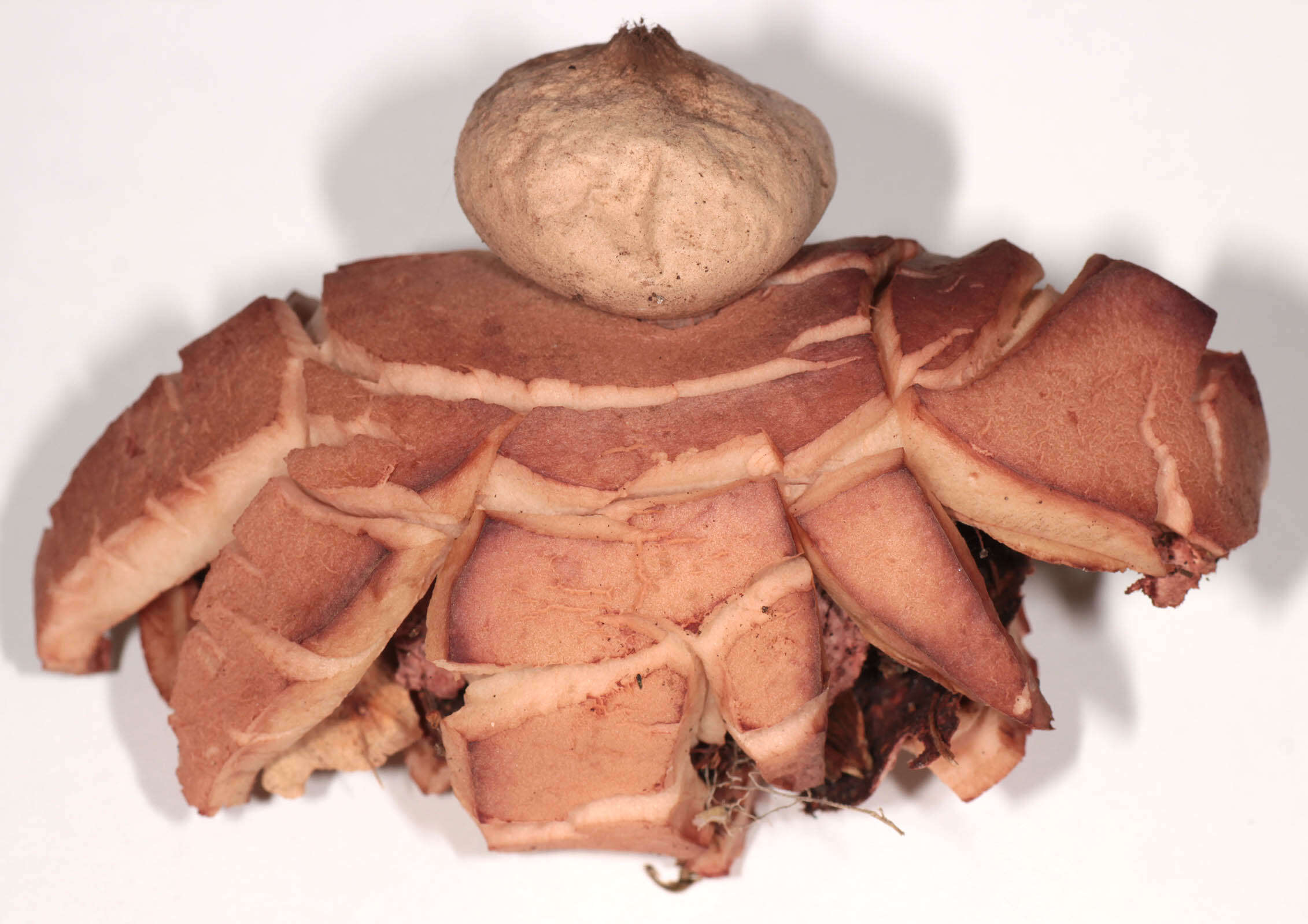 Image of Collared Earthstar