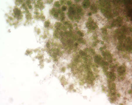 Image of Botryolepraria