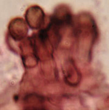 Image of Xanthoriicola