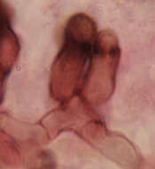 Image of Xanthoriicola