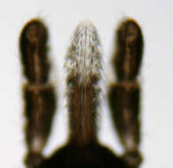 Image of Common sheep tick