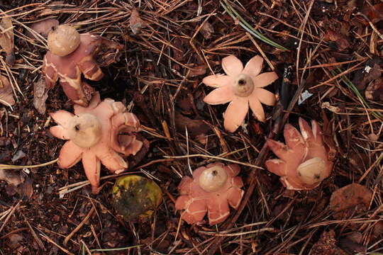 Image of Collared Earthstar