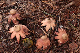 Image of Collared Earthstar