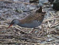 Image of European Water Rail