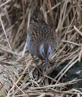 Image of European Water Rail