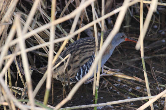 Image of European Water Rail