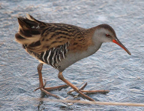 Image of European Water Rail