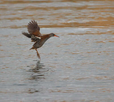 Image of European Water Rail