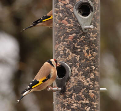 Image of European Goldfinch