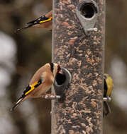 Image of European Goldfinch