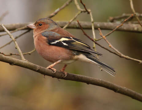 Image of Fringilla Linnaeus 1758