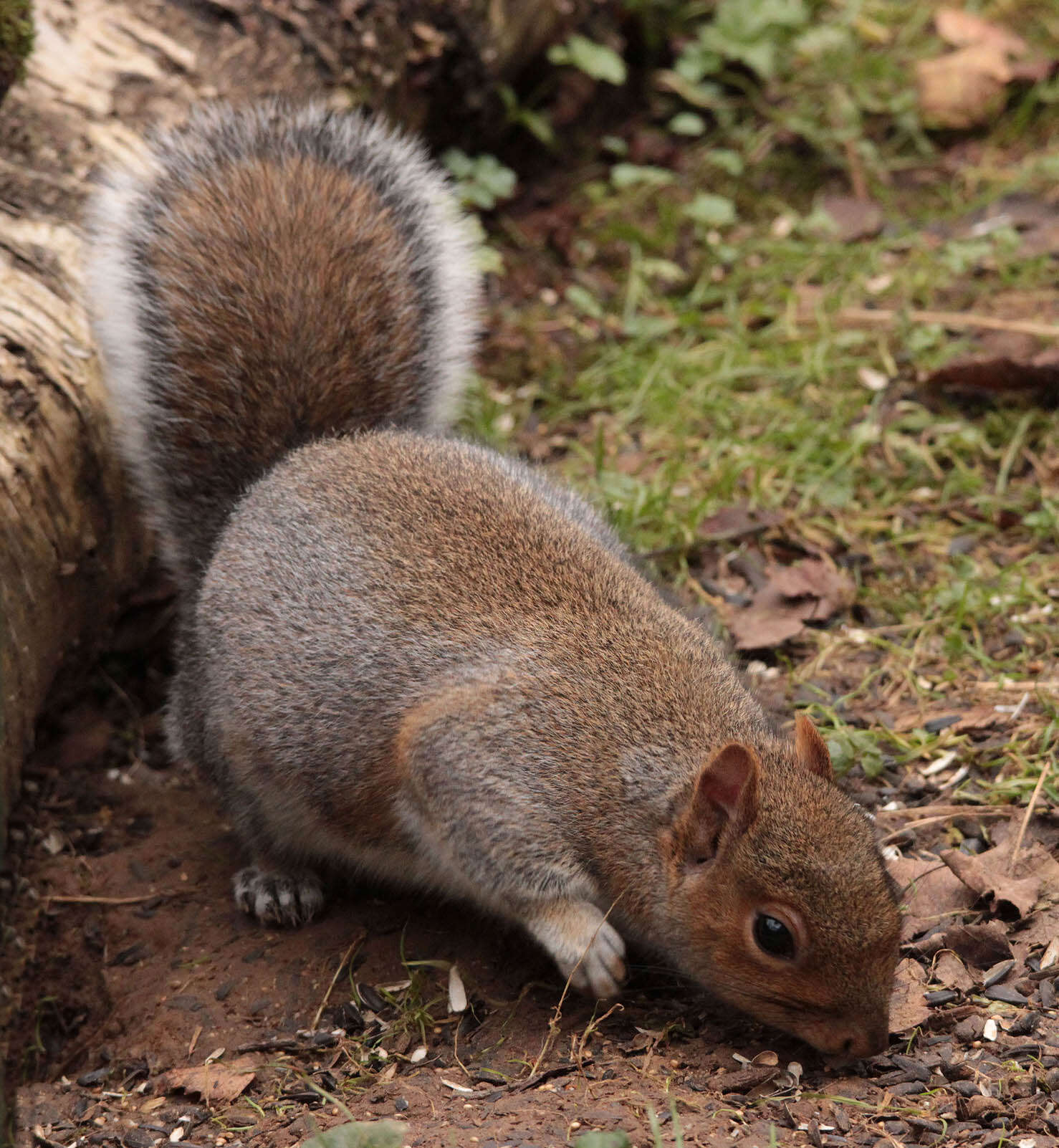 Слика од Sciurus subgen. Sciurus Linnaeus 1758